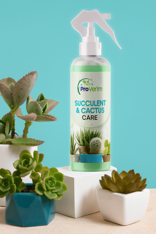 Succulent and Cactus Care