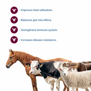 Metabolism Regulator for Large / Small Livestock